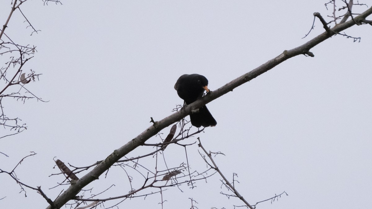 Eurasian Blackbird - ML618071507