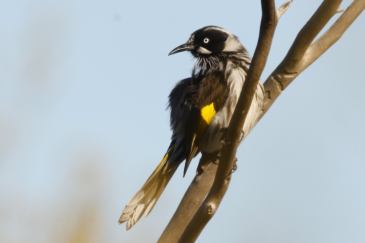 New Holland Honeyeater - ML618071510