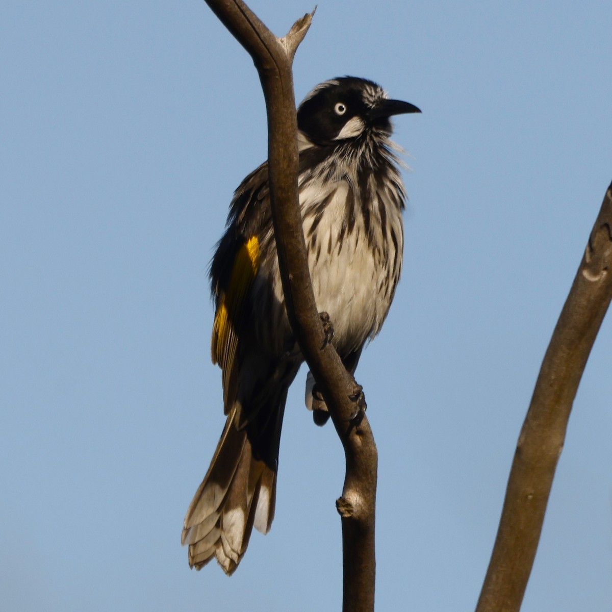 New Holland Honeyeater - ML618071512