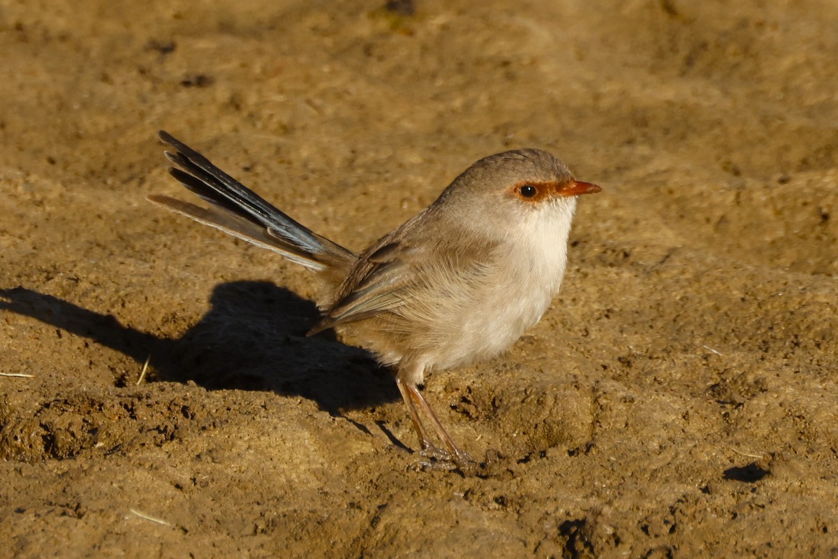 Superb Fairywren - ML618071516