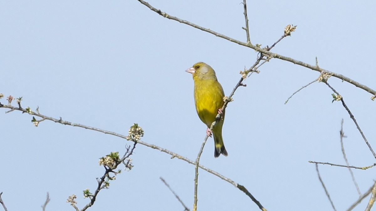 European Greenfinch - ML618071527