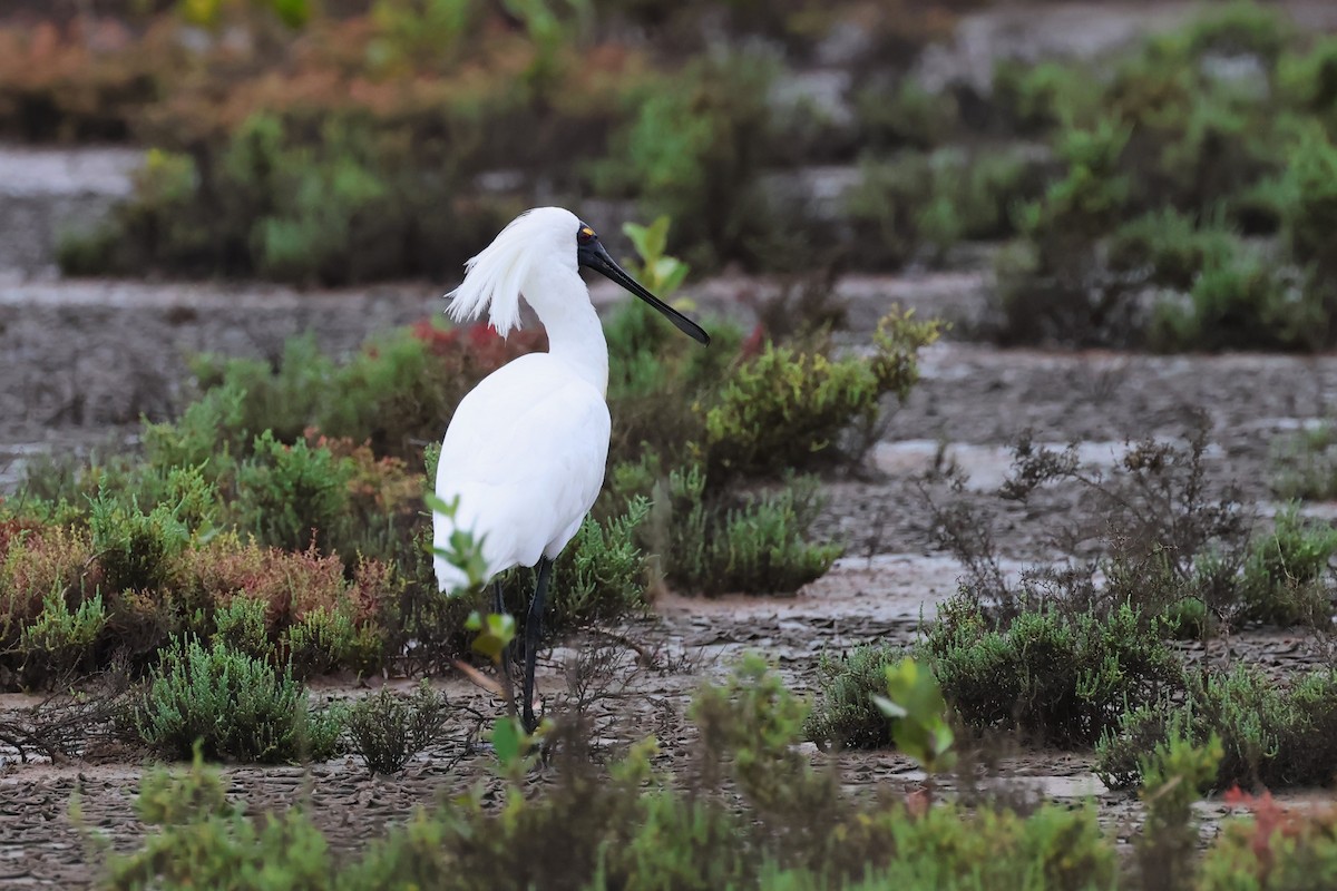 Royal Spoonbill - ML618071528