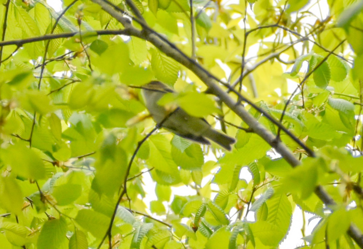 Red-eyed Vireo - Robin Toler