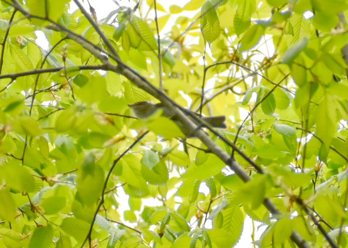 Red-eyed Vireo - Robin Toler