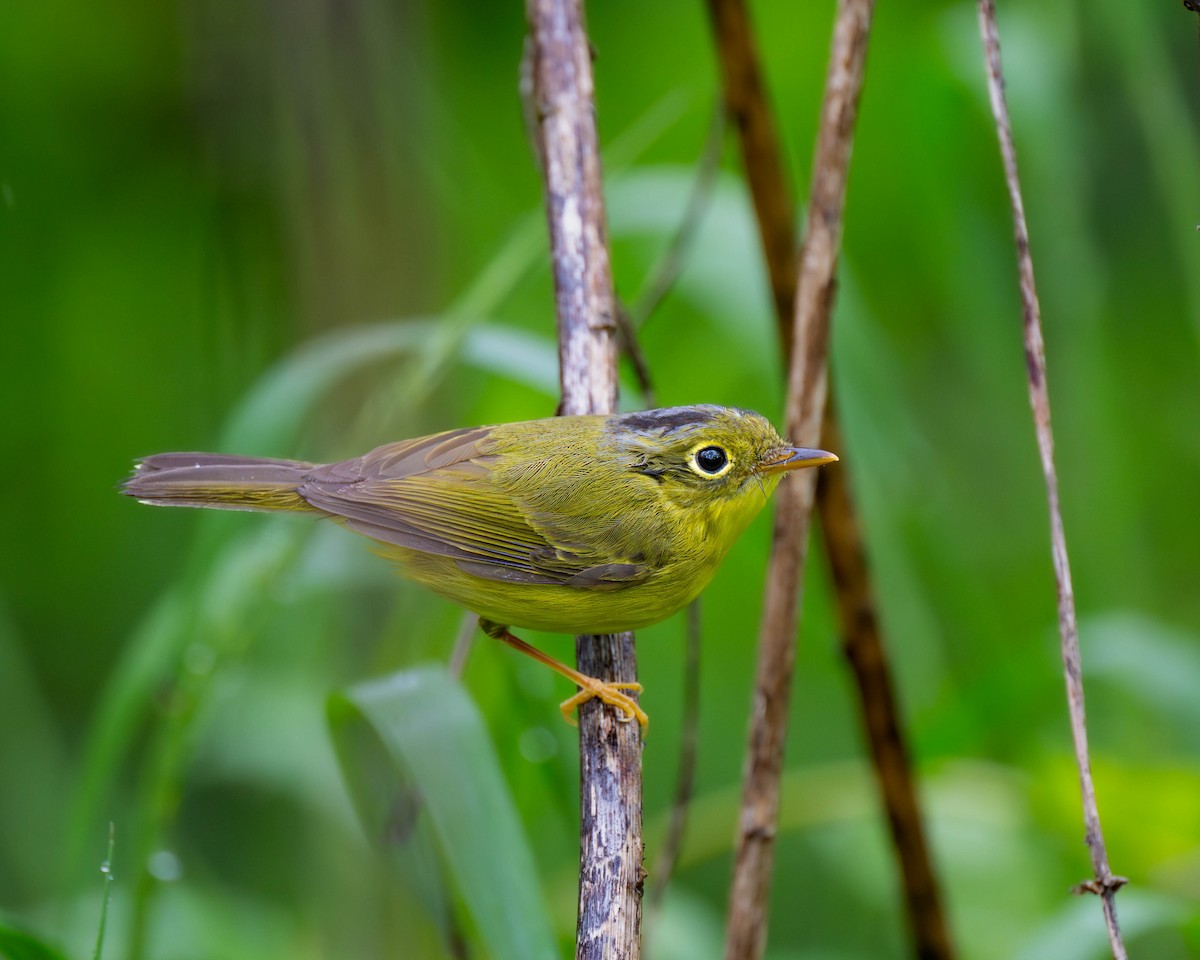 Alström's Warbler - Falk Wirsam