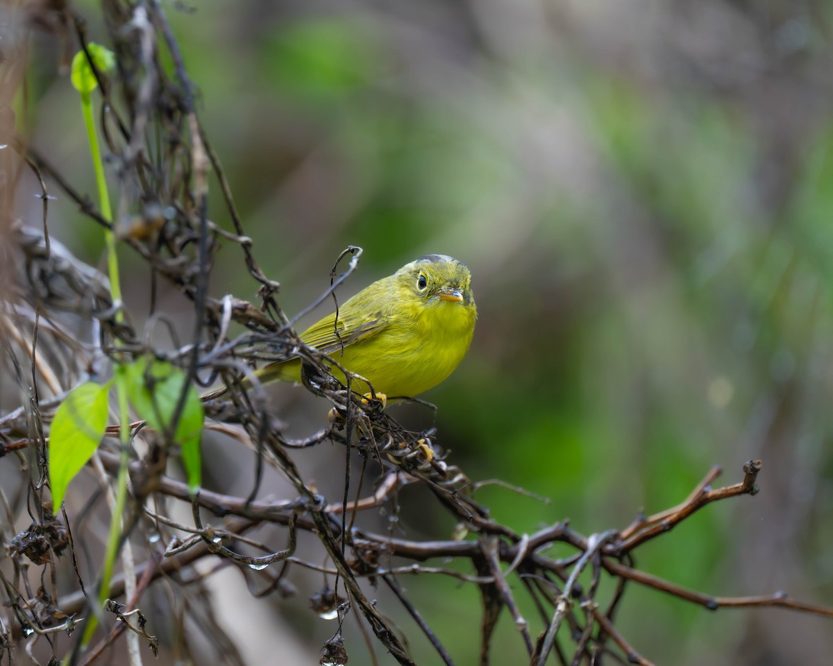 Alström's Warbler - Falk Wirsam