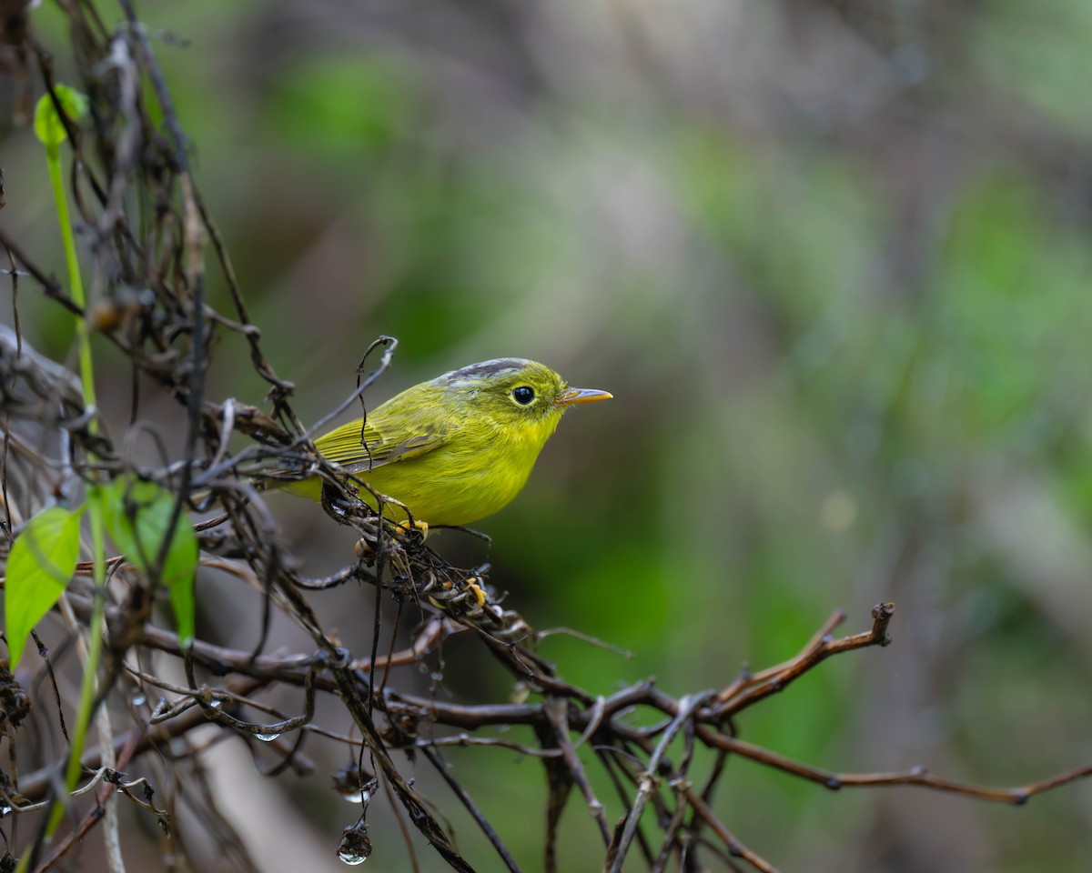 Alström's Warbler - Falk Wirsam