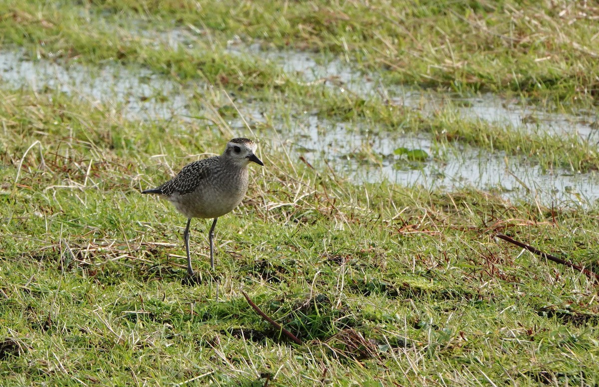 American Golden-Plover - Chris Bradshaw