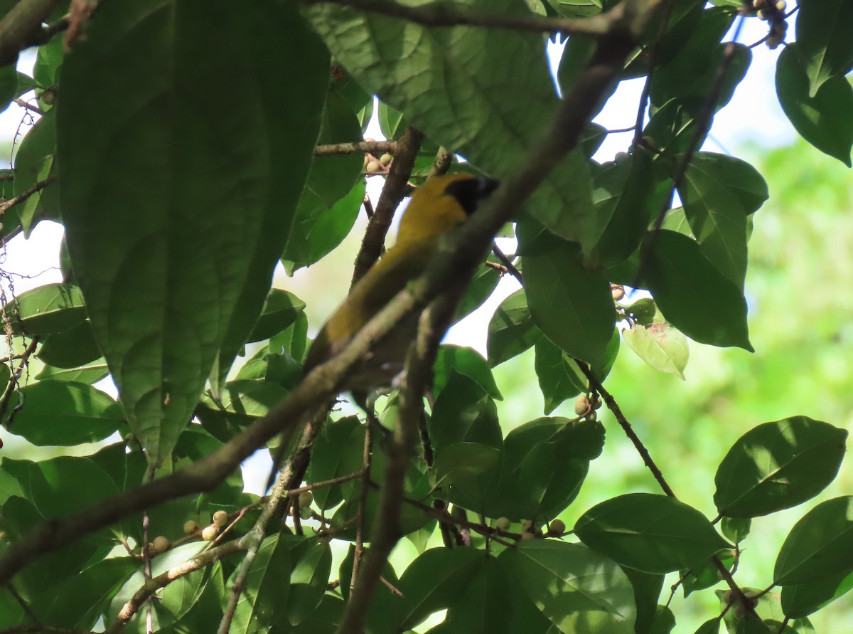 Black-faced Grosbeak - ML618071552