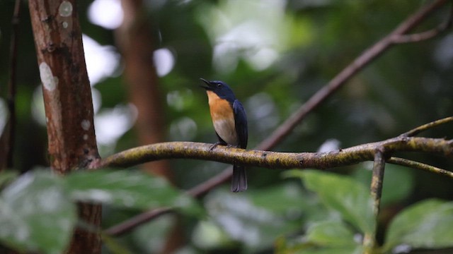 Tickell's Blue Flycatcher - ML618071553