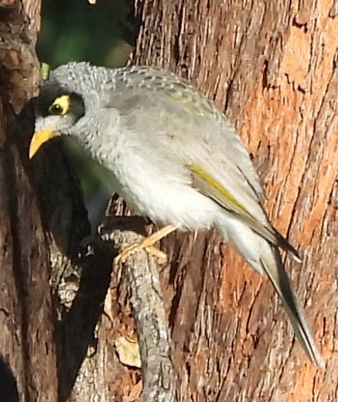 Noisy Miner - ML618071560