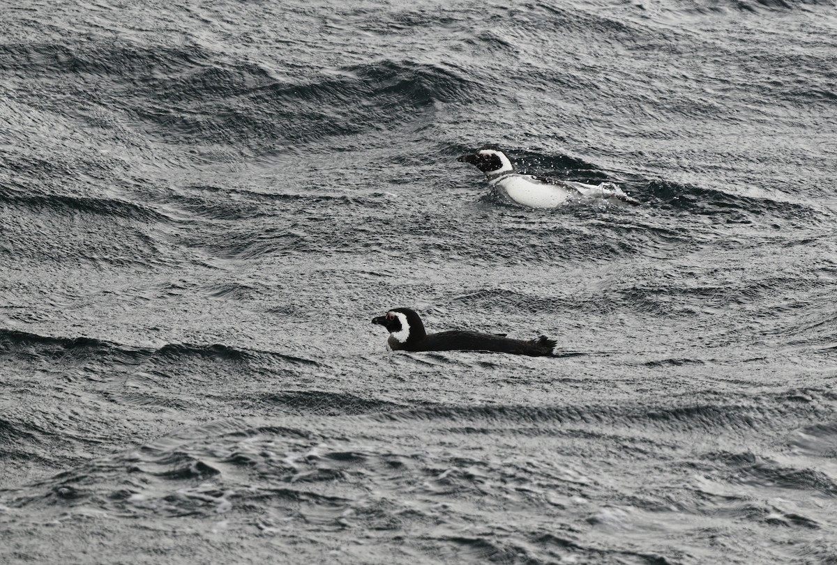 Magellanic Penguin - Paul Dufour