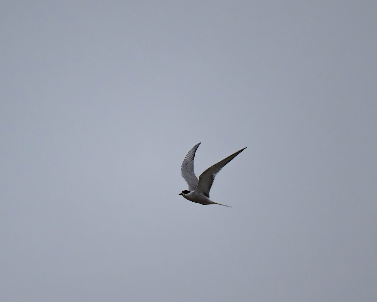 Common Tern - Falk Wirsam