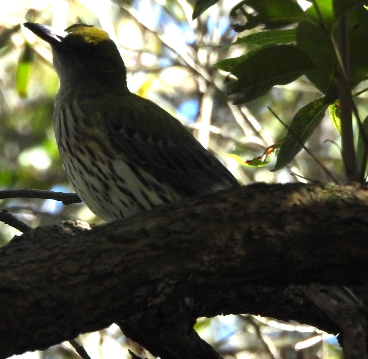 Olive-backed Oriole - Suzanne Foley