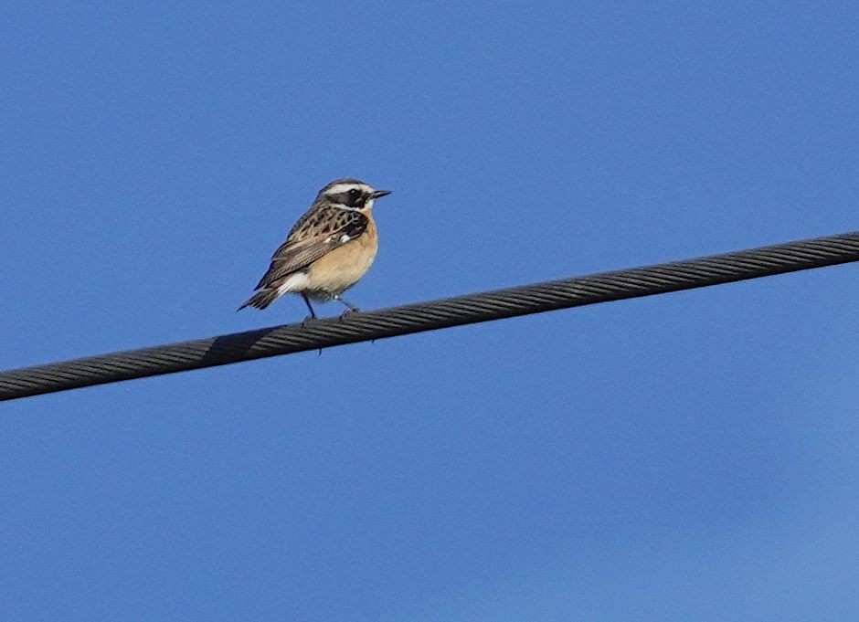 Whinchat - Andrzej Chwierut