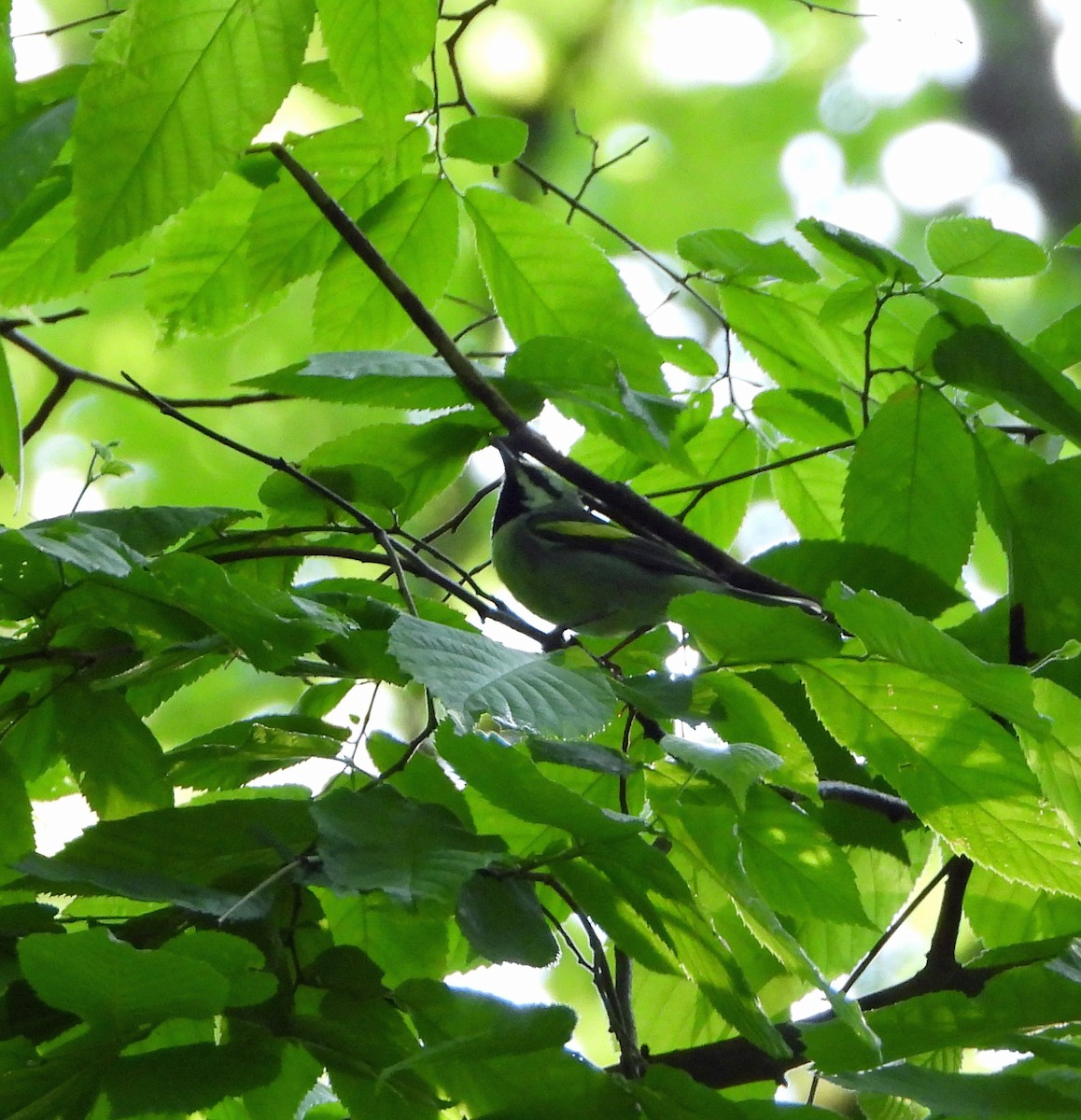 Golden-winged Warbler - Jim Varner