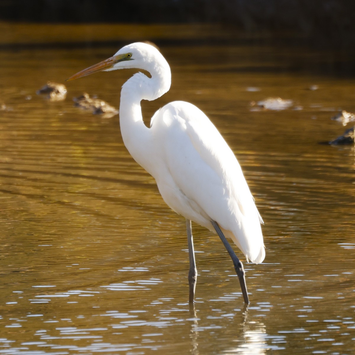 Great Egret (modesta) - ML618071578