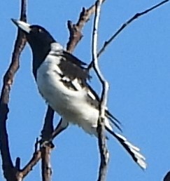 Pied Butcherbird - Suzanne Foley