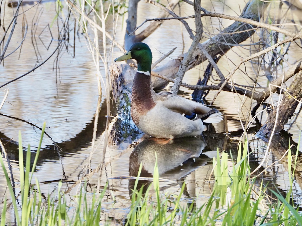 Mallard - Thomas Boe