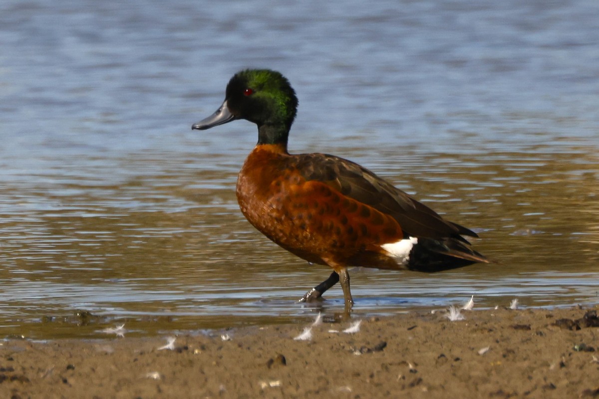 Chestnut Teal - John Mills