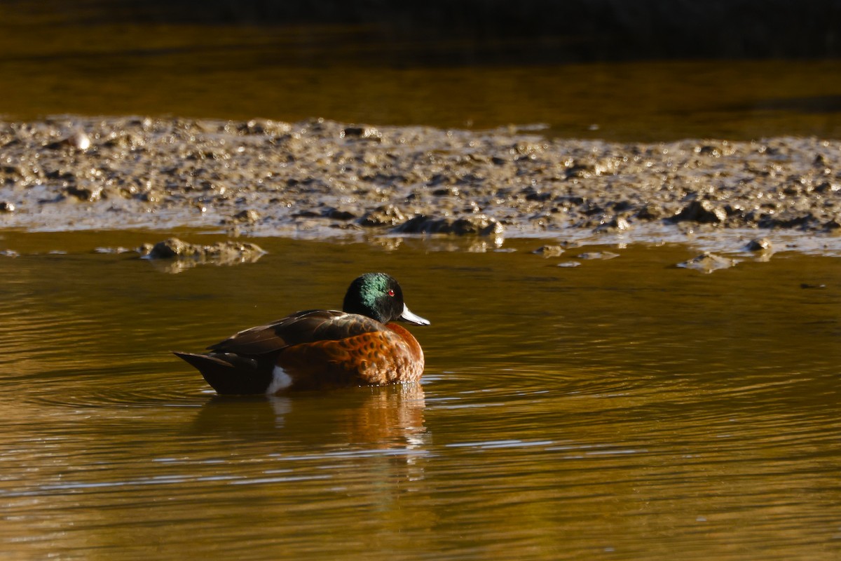 Chestnut Teal - John Mills