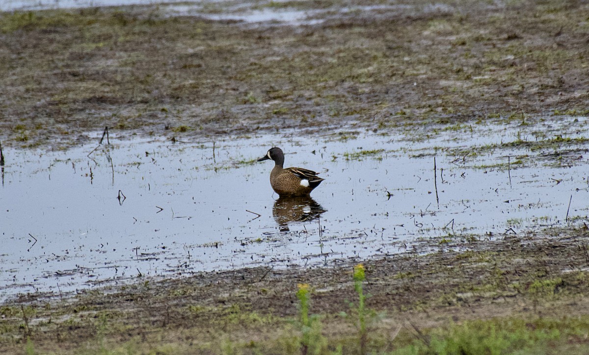 Blue-winged Teal - Rickey Shive