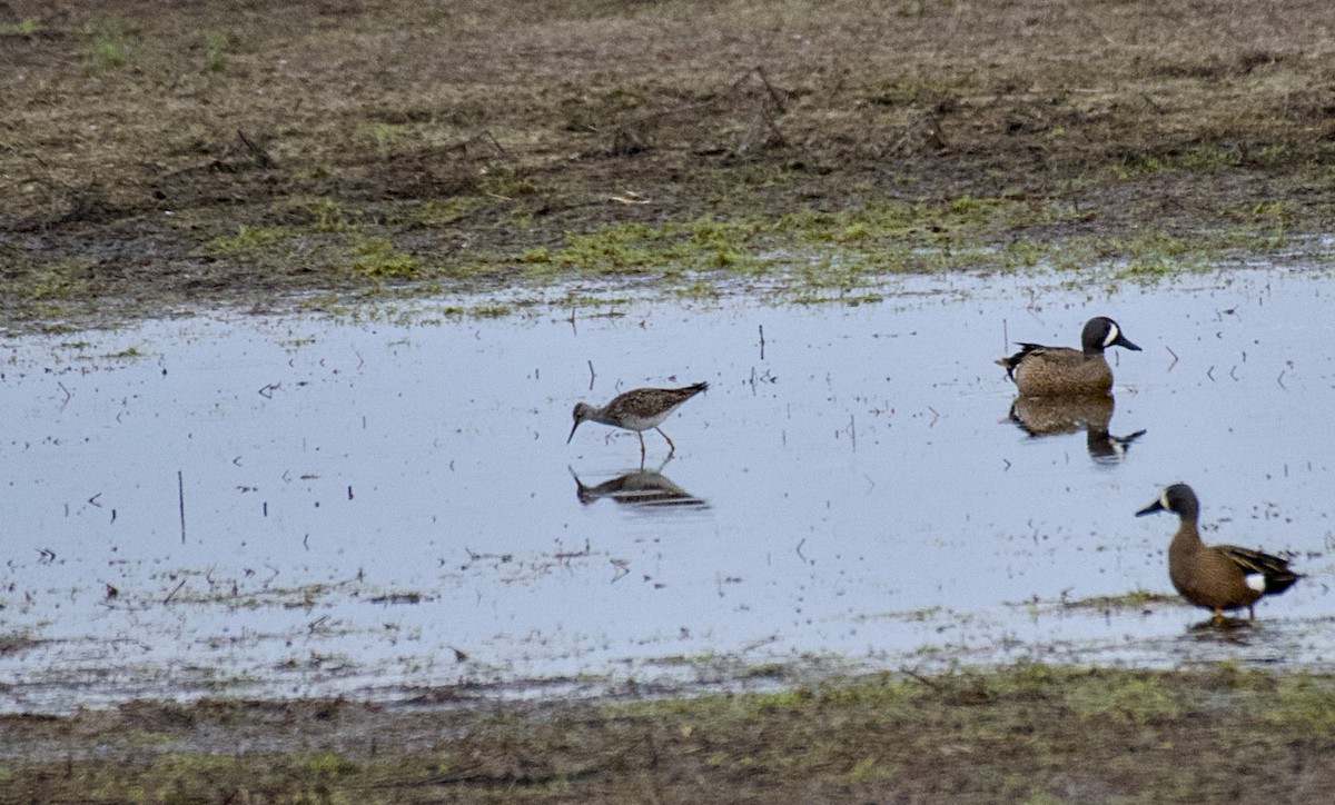 Lesser Yellowlegs - Rickey Shive