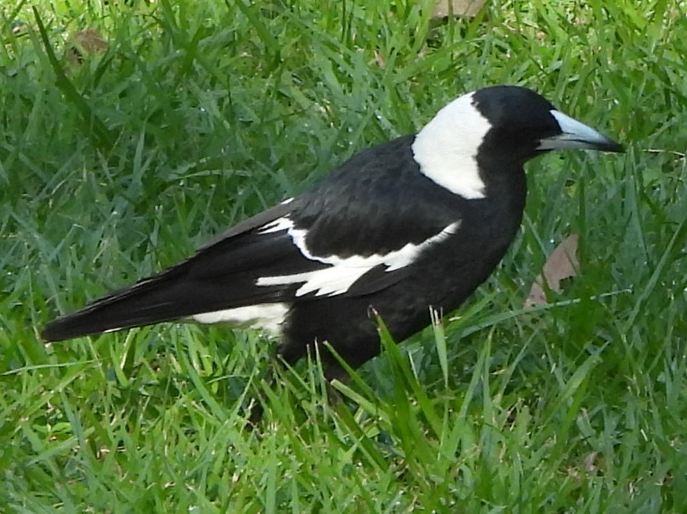 Australian Magpie - Suzanne Foley