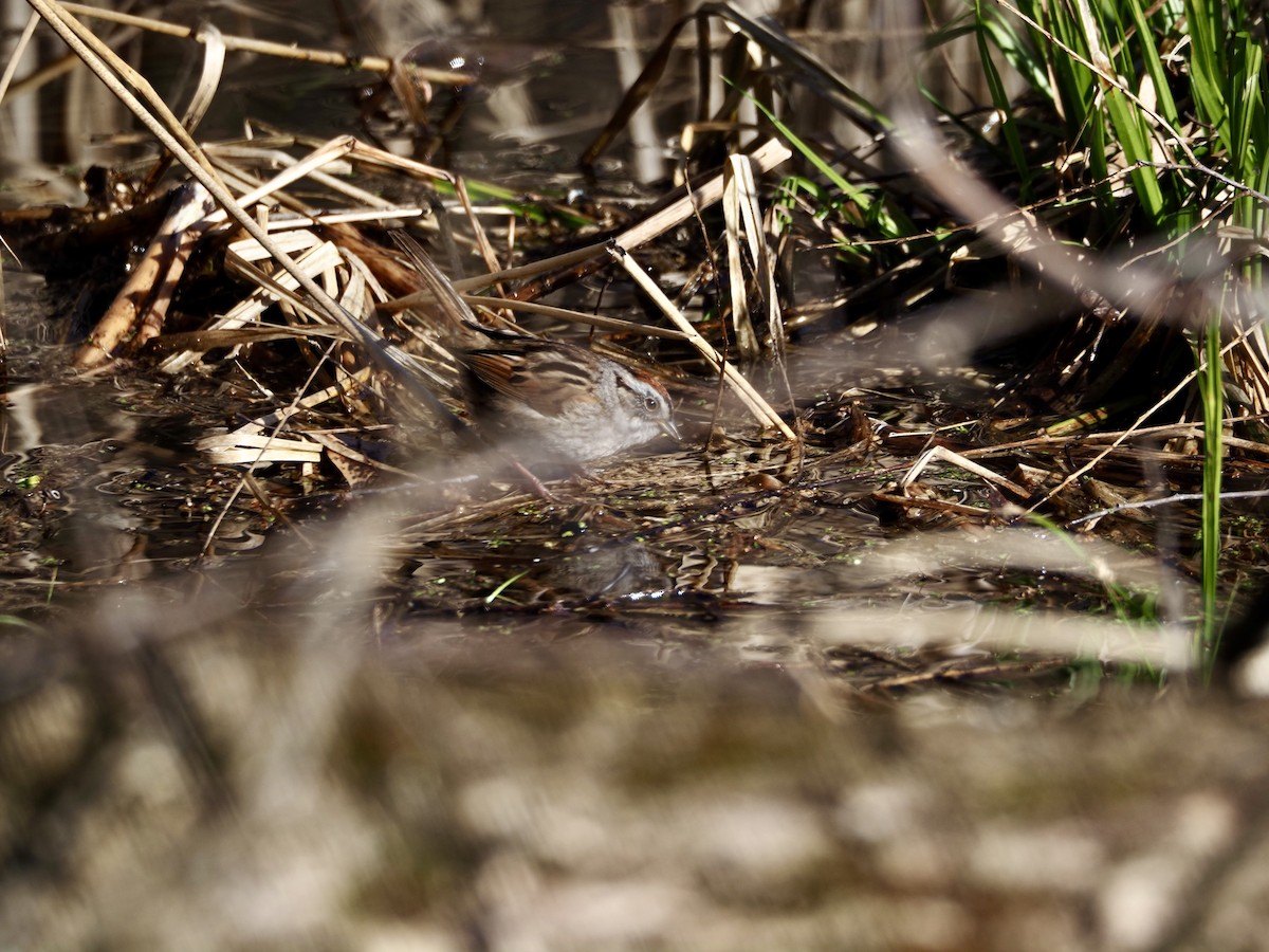 Swamp Sparrow - Thomas Boe