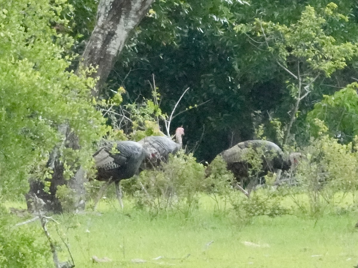 Wild Turkey - Tami Reece