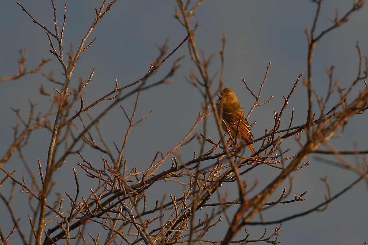 Dark-rumped Rosefinch - Tushar Tripathi