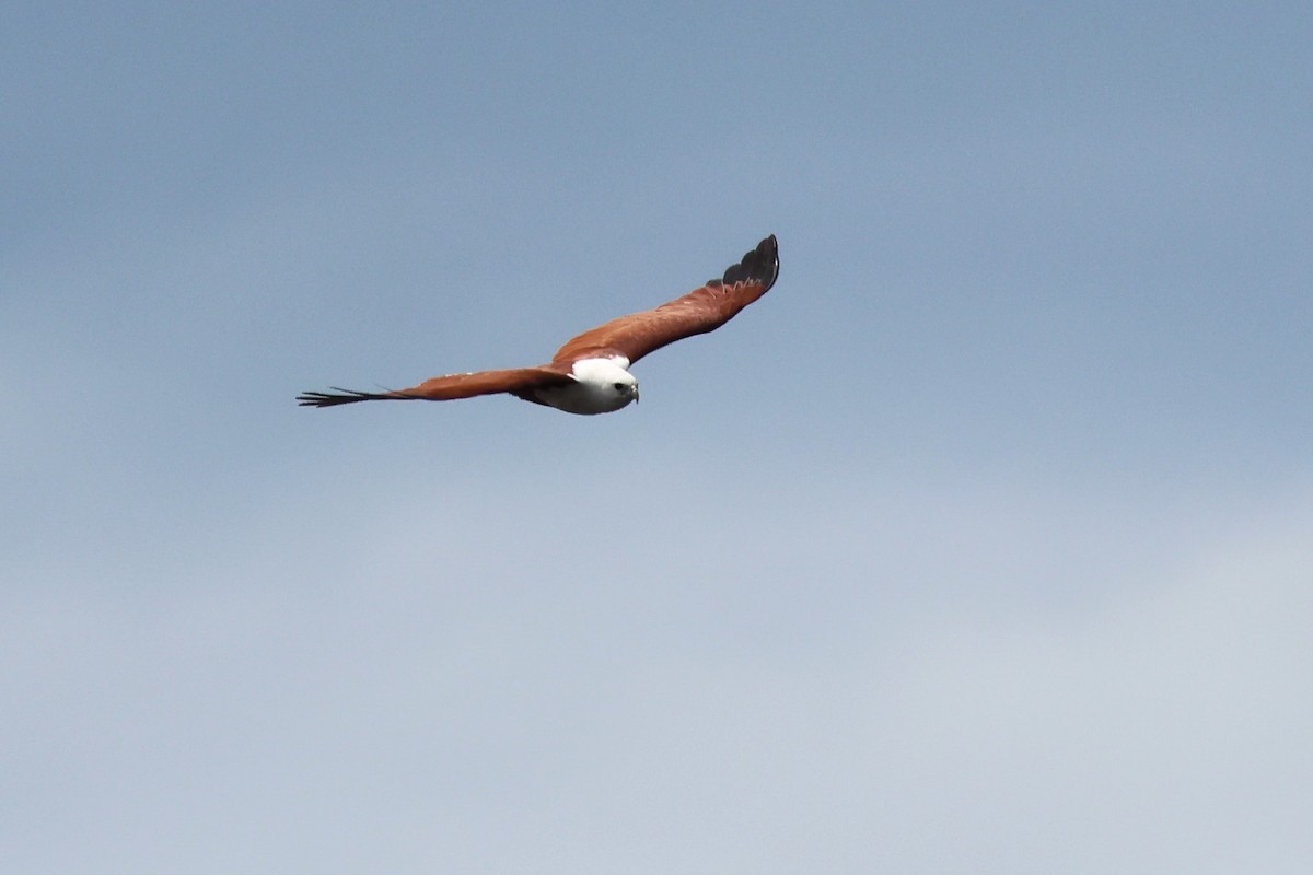 Brahminy Kite - ML618071663