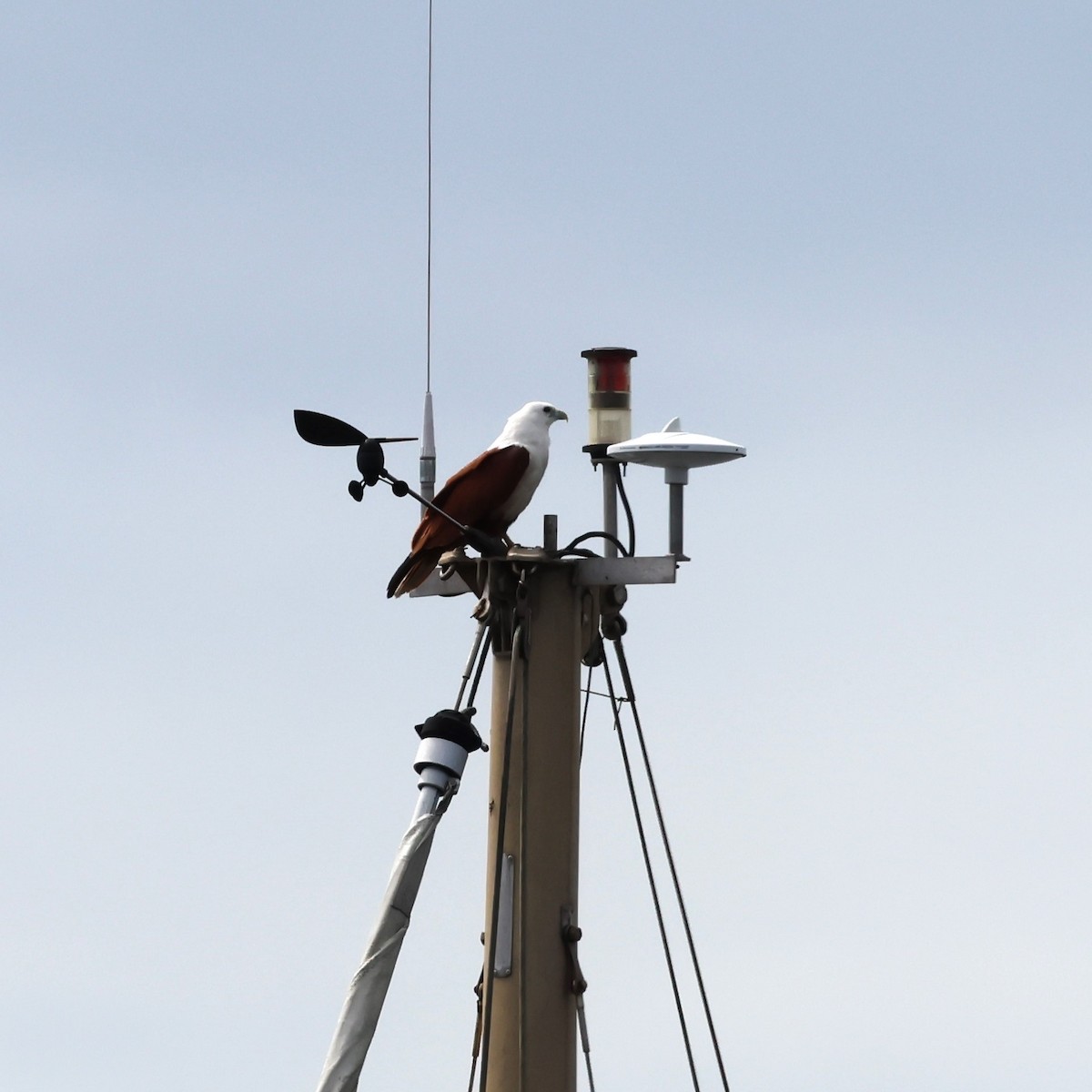 Brahminy Kite - ML618071664