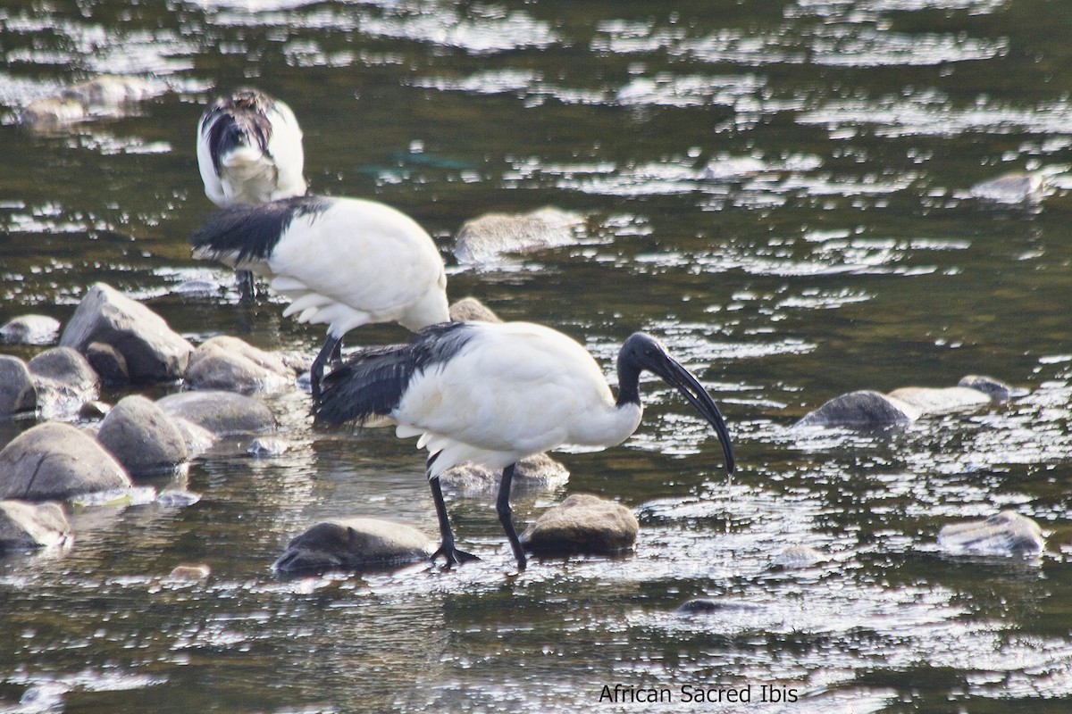 African Sacred Ibis - Marcel Liebenberg