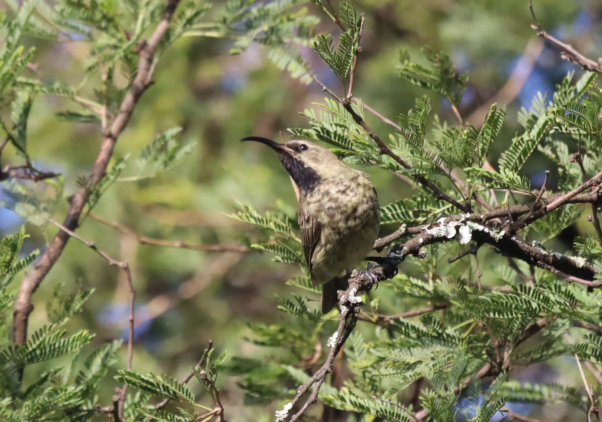 Amethyst Sunbird - ML618071674