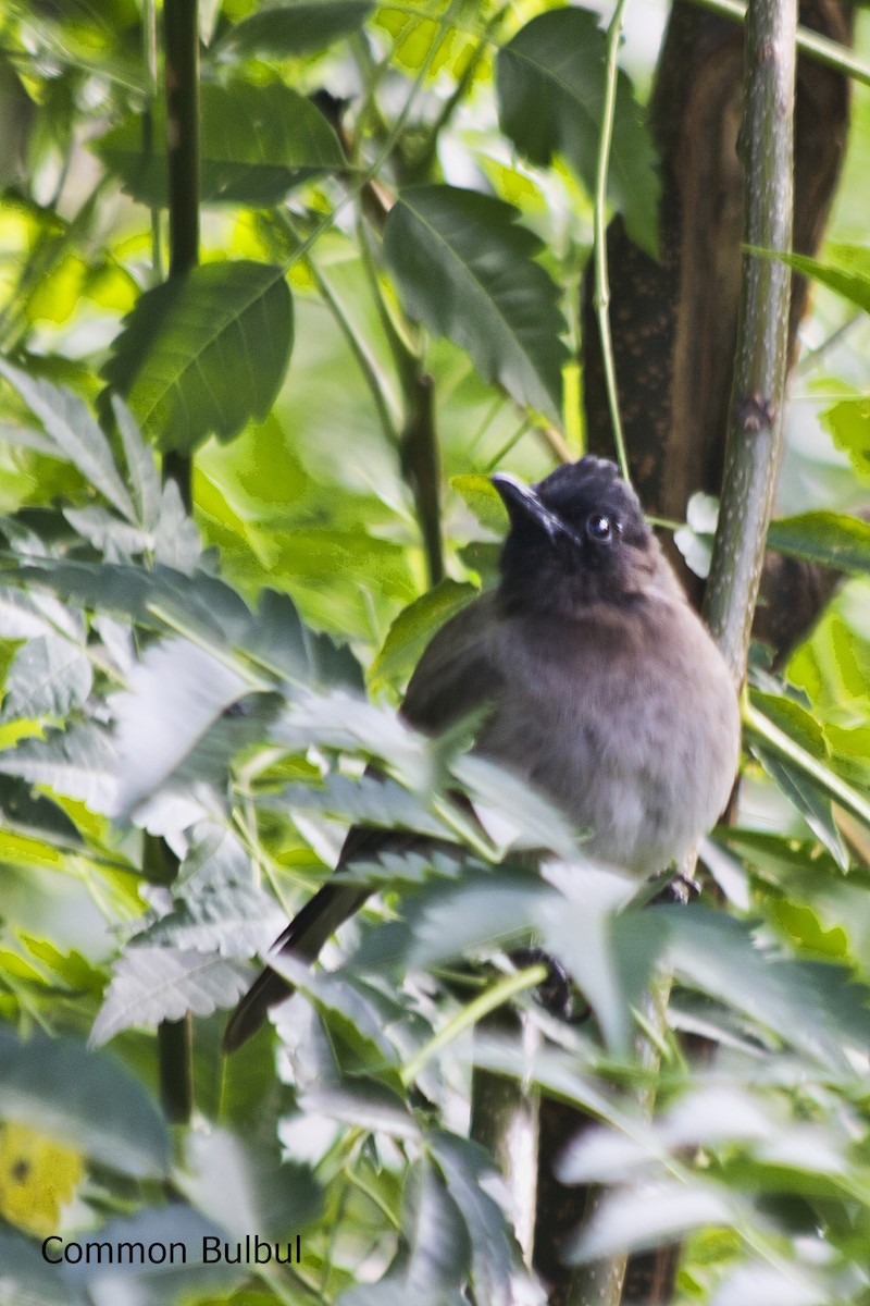 Common Bulbul - Marcel Liebenberg