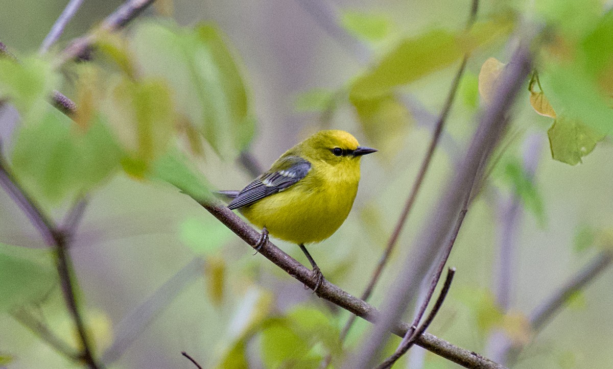 Blue-winged Warbler - ML618071714