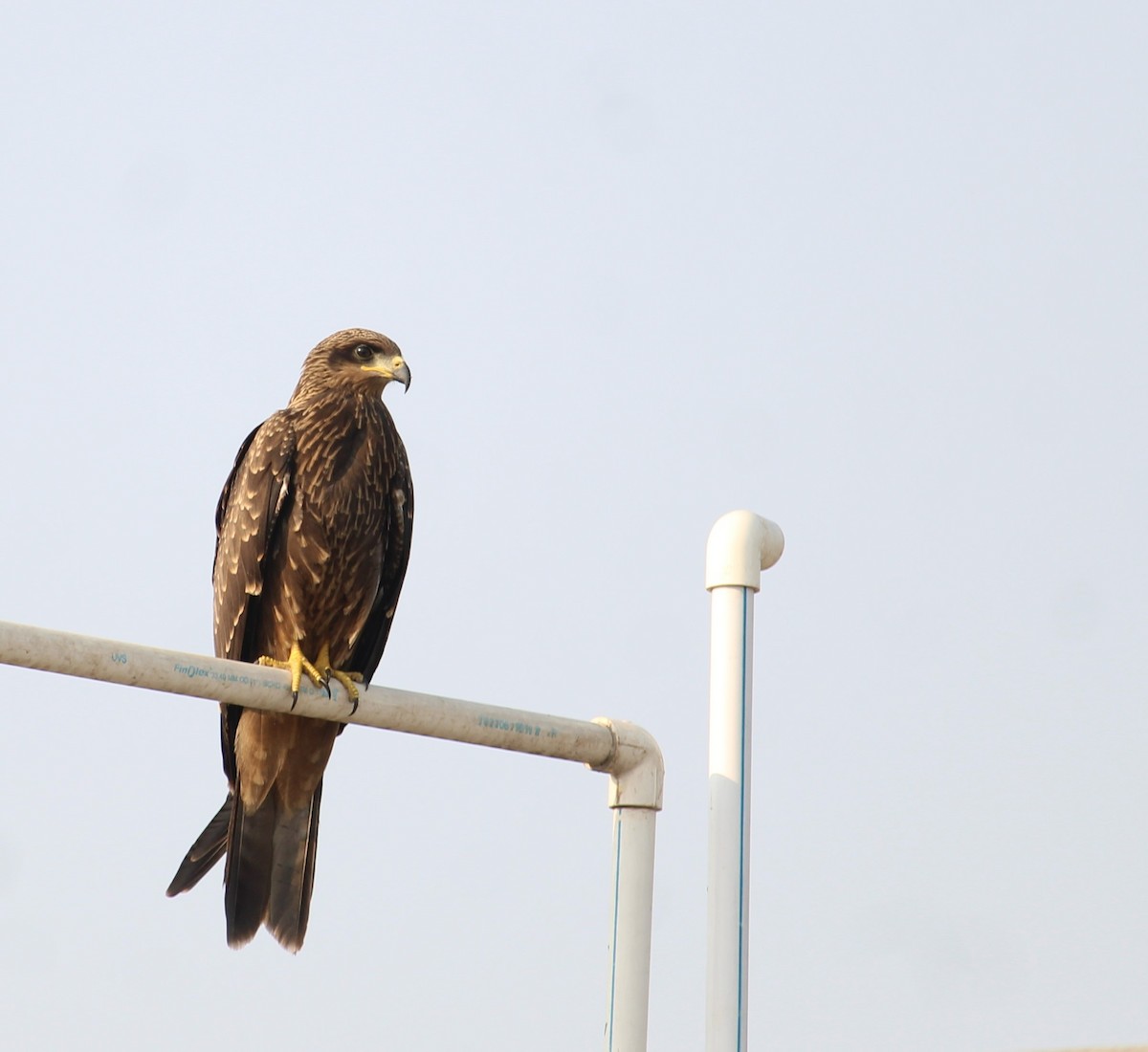 Black Kite - Dr Nandini Patil