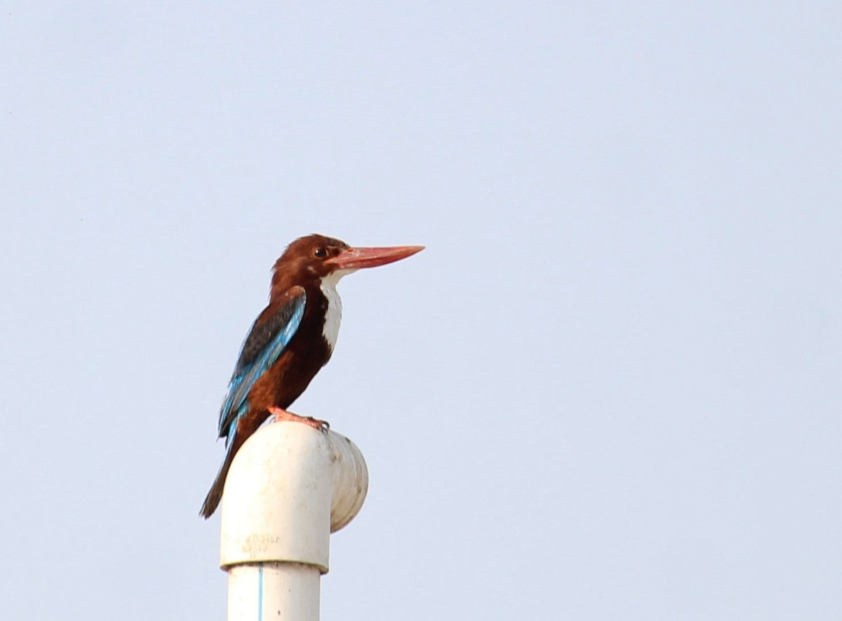 White-throated Kingfisher - Dr Nandini Patil