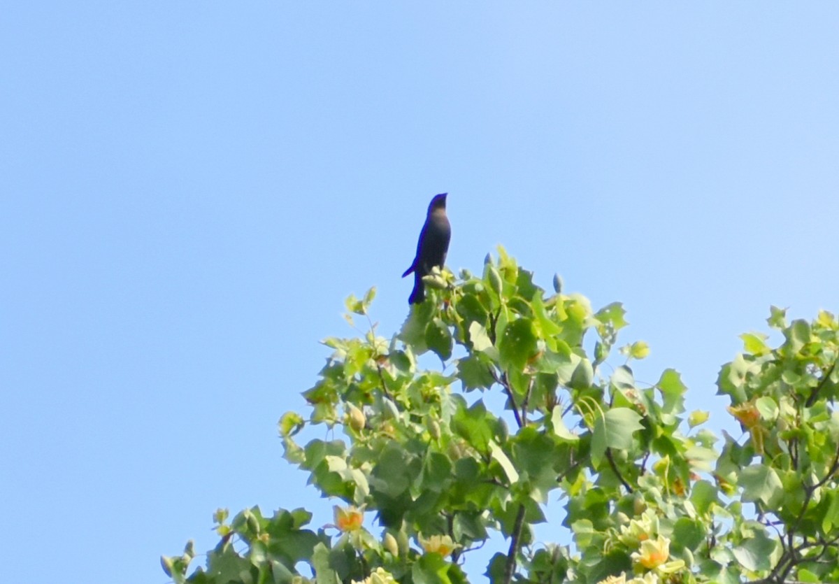 Brown-headed Cowbird - Robin Toler