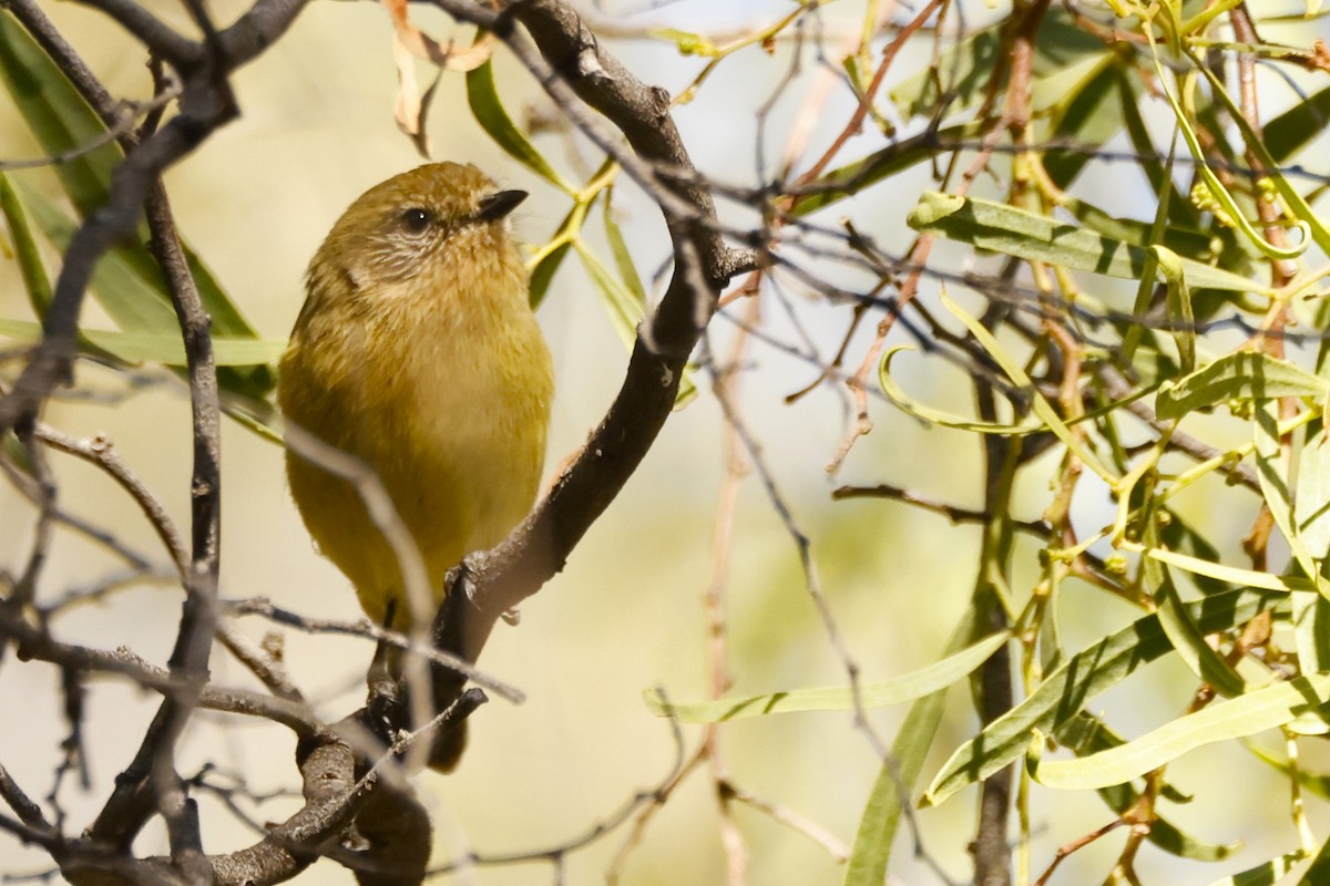 Yellow Thornbill - ML618071784