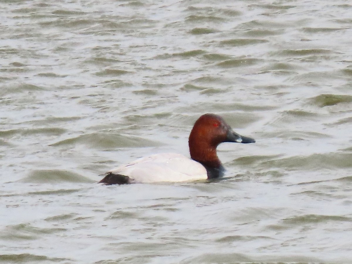 Common Pochard - ML618071796