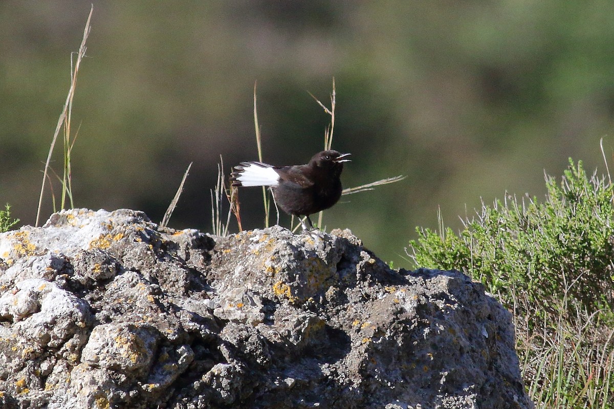 Black Wheatear - Joe Stockwell