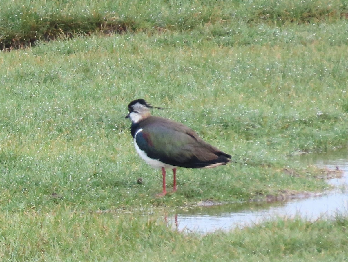 Northern Lapwing - ML618071818