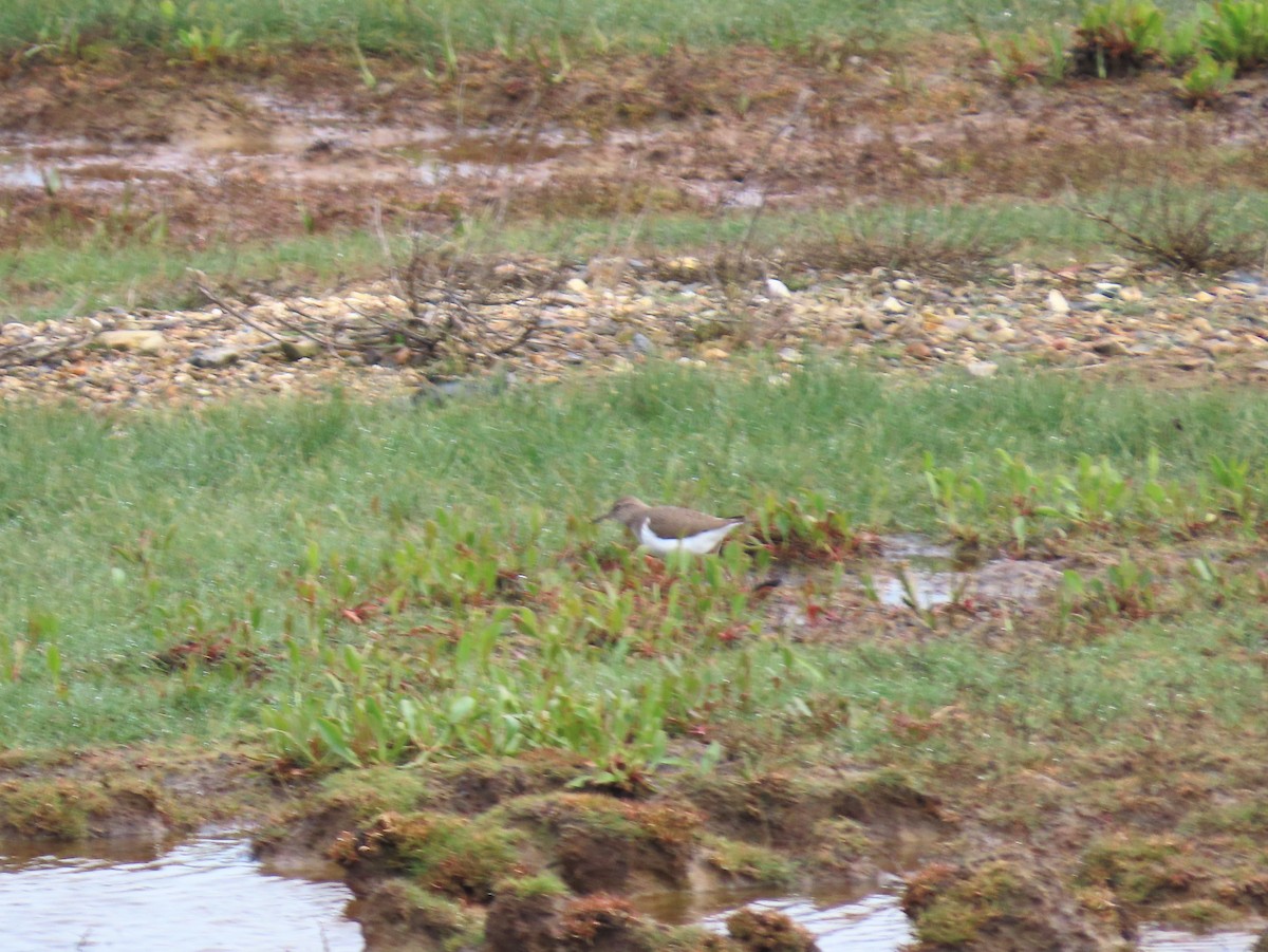 Common Sandpiper - ML618071824