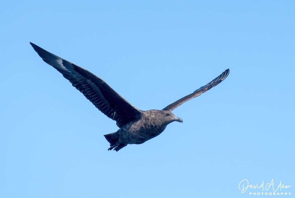 Brown Skua - ML618071825