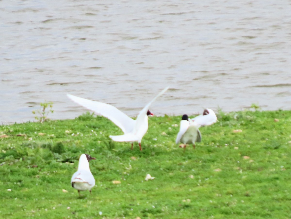 Mediterranean Gull - ML618071827