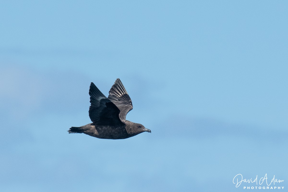 Brown Skua - ML618071832