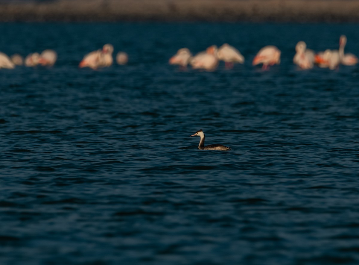 Great Crested Grebe - Arun Raghuraman