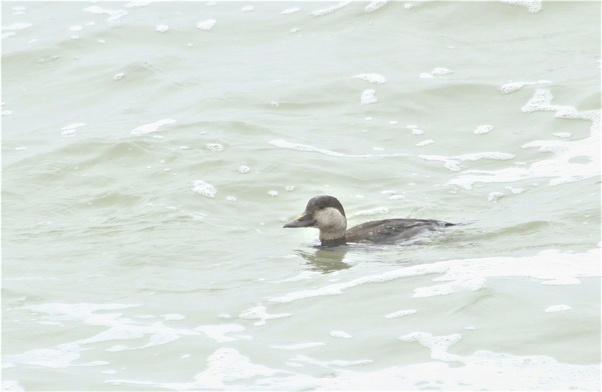 Black Scoter - ML618071843